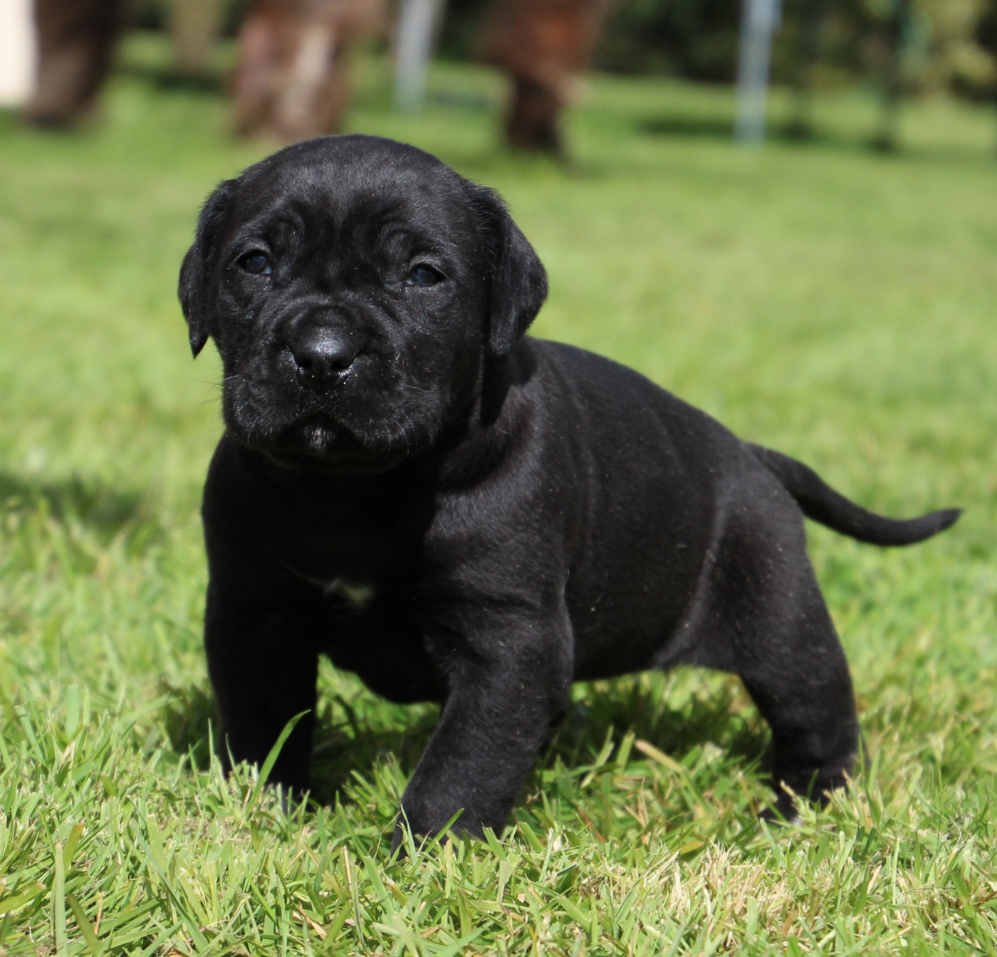 De La Quinta Des Oliviers - Chiots disponibles - Cane Corso
