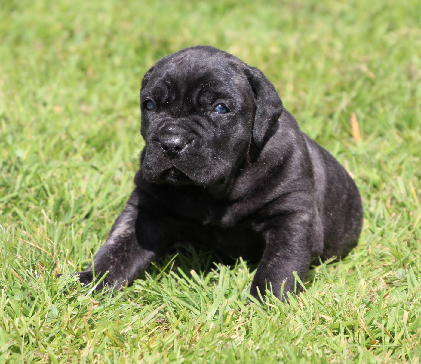 De La Quinta Des Oliviers - Chiots disponibles - Cane Corso