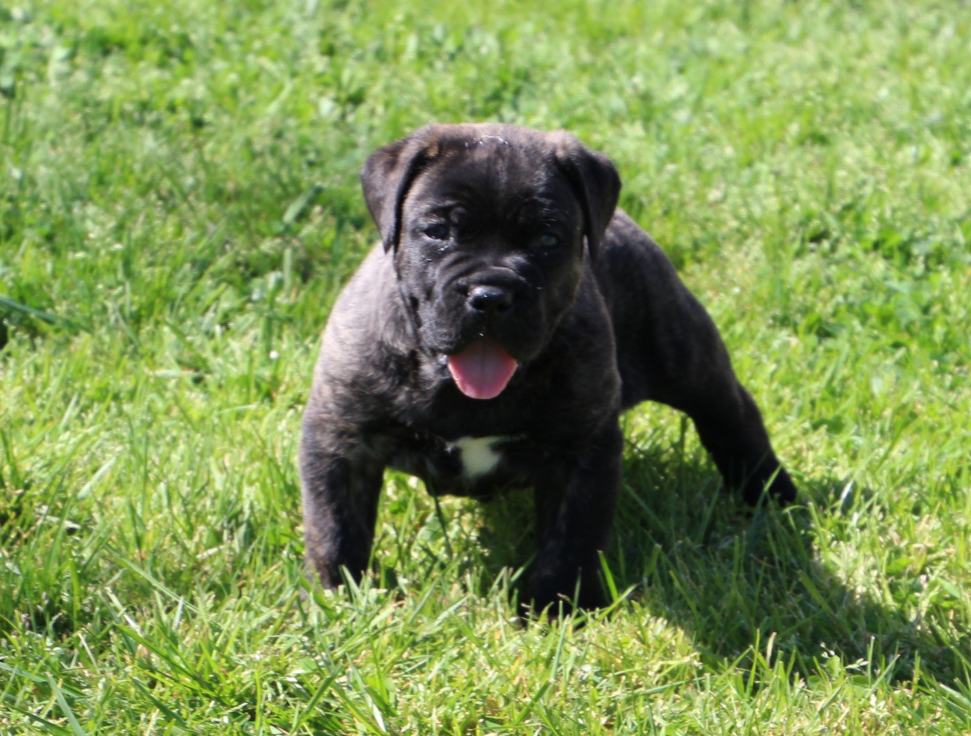 De La Quinta Des Oliviers - Cane Corso - Portée née le 04/03/2026