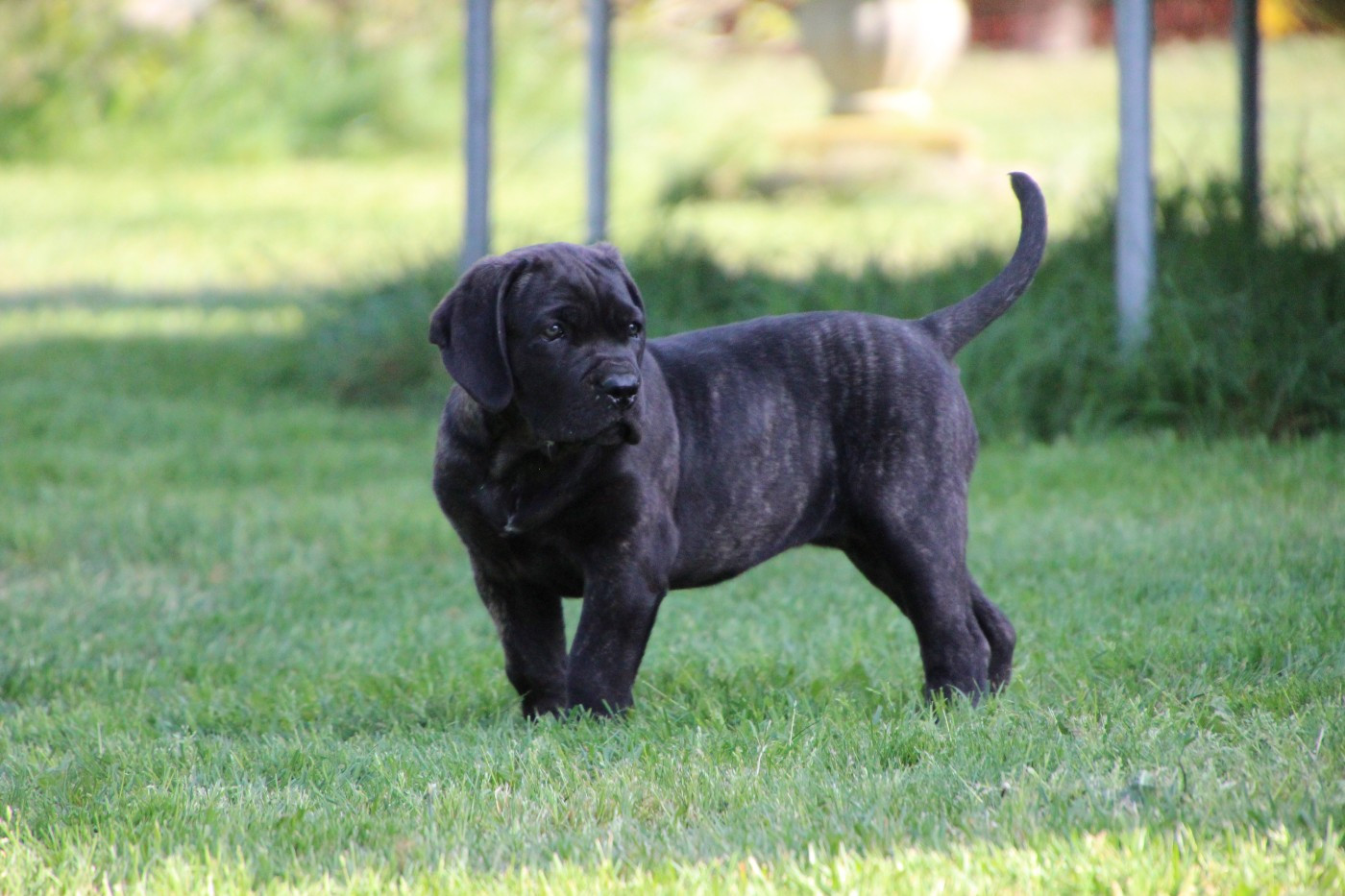 De La Quinta Des Oliviers - Chiots disponibles - Cane Corso